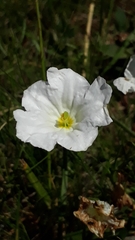 Nierembergia rigida