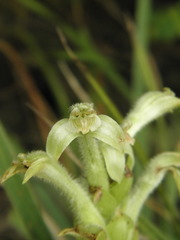 Sarcoglottis schwackei
