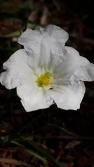 Nierembergia rigida