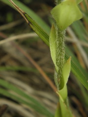 Sarcoglottis schwackei