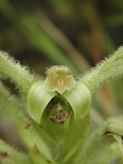 Sarcoglottis schwackei