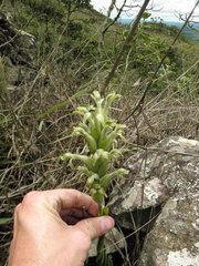 Sarcoglottis schwackei