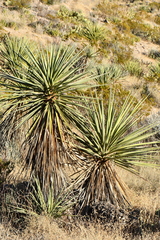 Yucca torreyi