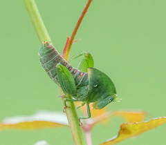 Plagiotriptus hippiscus