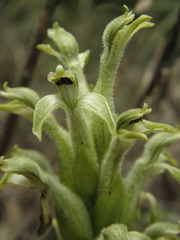 Sarcoglottis schwackei