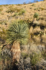 Yucca rostrata
