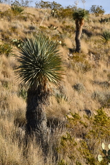 Yucca rostrata