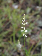 Polygala paniculata
