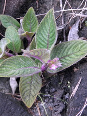 Coccocypselum lanceolatum