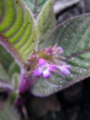 Coccocypselum lanceolatum