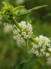 Mitracarpus polygonifolius