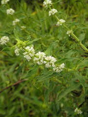 Mitracarpus polygonifolius