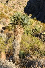 Yucca rostrata