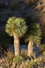 Yucca rostrata
