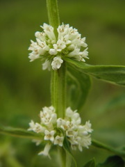 Mitracarpus polygonifolius