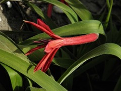 Barbacenia tomentosa