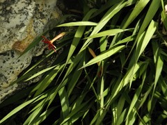 Barbacenia tomentosa