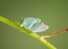 Plagiotriptus hippiscus