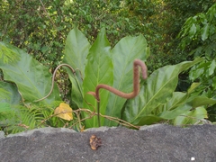Anthurium crenatum