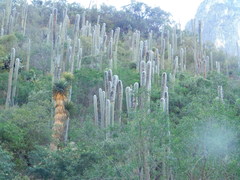 Cephalocereus senilis