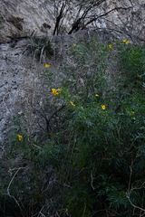 Tecoma stans angustata