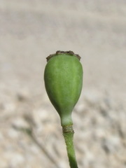 Papaver laevigatum
