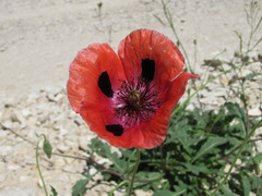 Papaver laevigatum