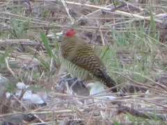 Colaptes atricollis
