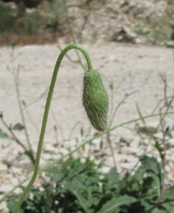 Papaver laevigatum