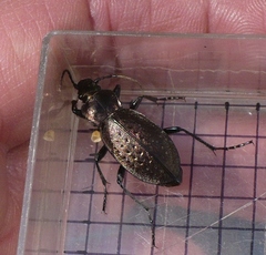 Orinocarabus