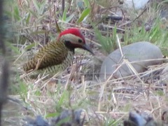 Colaptes atricollis