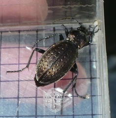 Orinocarabus