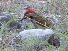Colaptes atricollis