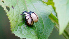 Leptinotarsa cacica
