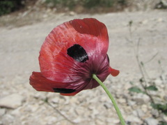Papaver laevigatum