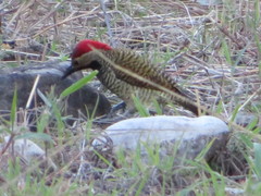 Colaptes atricollis