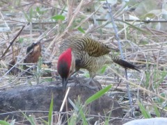 Colaptes atricollis