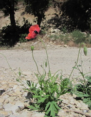 Papaver laevigatum