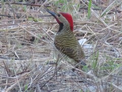Colaptes atricollis