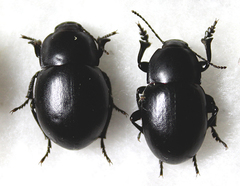 Platyscelis hypolithos