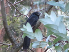 Crotophaga sulcirostris