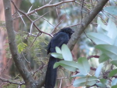 Crotophaga sulcirostris