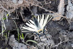 Iphiclides podalirius
