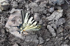 Iphiclides podalirius