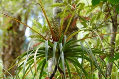 Dracophyllum elegantissimum