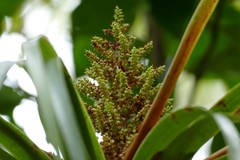 Dracophyllum elegantissimum