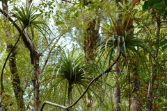 Dracophyllum elegantissimum