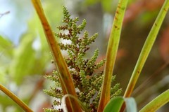 Dracophyllum elegantissimum