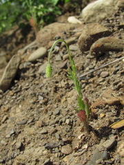 Papaver dubium stevenianum