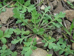 Papaver dubium stevenianum